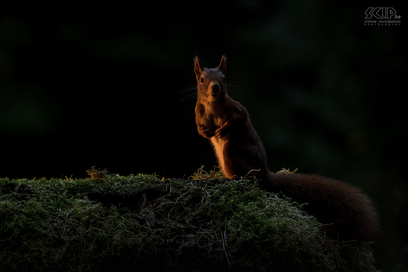 Squirrel at dawn A squirrel on an early dark autumn morning with some artificial light Stefan Cruysberghs